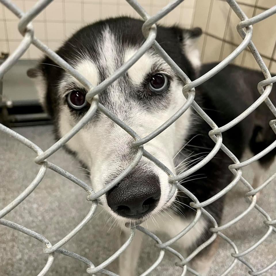 We filled our last kennel this morning. 

ADOPTION FEES WAIVED. IMPOUNDMENT FEES WAIVED. Please help us get the word out. We have nowhere to put the dozen+ dogs that arrive every day. It’s urgent that we find tham forever and foster homes IMMEDIATELY. 

Pasadena Adoption Center
5160 Burke Rd
Pasadena TX 77504
713-920-7942
adoptions@pasadenatx.gov
www.pasadenashelter.com

Monday, Wednesday, Friday
11:00 - 5:00 p.m.
Tuesday, Thursday 
11:00 - 6:00 p.m.
Saturday
11:00 - 4:00 p.m.

<a target='_blank' href='https://www.instagram.com/explore/tags/thisishouston/'>#thisishouston</a> <a target='_blank' href='https://www.instagram.com/explore/tags/shelterdogs/'>#shelterdogs</a> <a target='_blank' href='https://www.instagram.com/explore/tags/adoptme/'>#adoptme</a> <a target='_blank' href='https://www.instagram.com/explore/tags/puppies/'>#puppies</a> <a target='_blank' href='https://www.instagram.com/explore/tags/puppy/'>#puppy</a> <a target='_blank' href='https://www.instagram.com/explore/tags/bordercollie/'>#bordercollie</a> <a target='_blank' href='https://www.instagram.com/explore/tags/husky/'>#husky</a> <a target='_blank' href='https://www.instagram.com/explore/tags/germanshepherd/'>#germanshepherd</a> <a target='_blank' href='https://www.instagram.com/explore/tags/pittie/'>#pittie</a> <a target='_blank' href='https://www.instagram.com/explore/tags/lab/'>#lab</a> <a target='_blank' href='https://www.instagram.com/explore/tags/retriever/'>#retriever</a>  <a target='_blank' href='https://www.instagram.com/explore/tags/goldenretriever/'>#goldenretriever</a> <a target='_blank' href='https://www.instagram.com/explore/tags/cattledog/'>#cattledog</a> <a target='_blank' href='https://www.instagram.com/explore/tags/chowchow/'>#chowchow</a> <a target='_blank' href='https://www.instagram.com/explore/tags/houston/'>#houston</a> <a target='_blank' href='https://www.instagram.com/explore/tags/htx/'>#htx</a> <a target='_blank' href='https://www.instagram.com/explore/tags/pasadenatx/'>#pasadenatx</a>