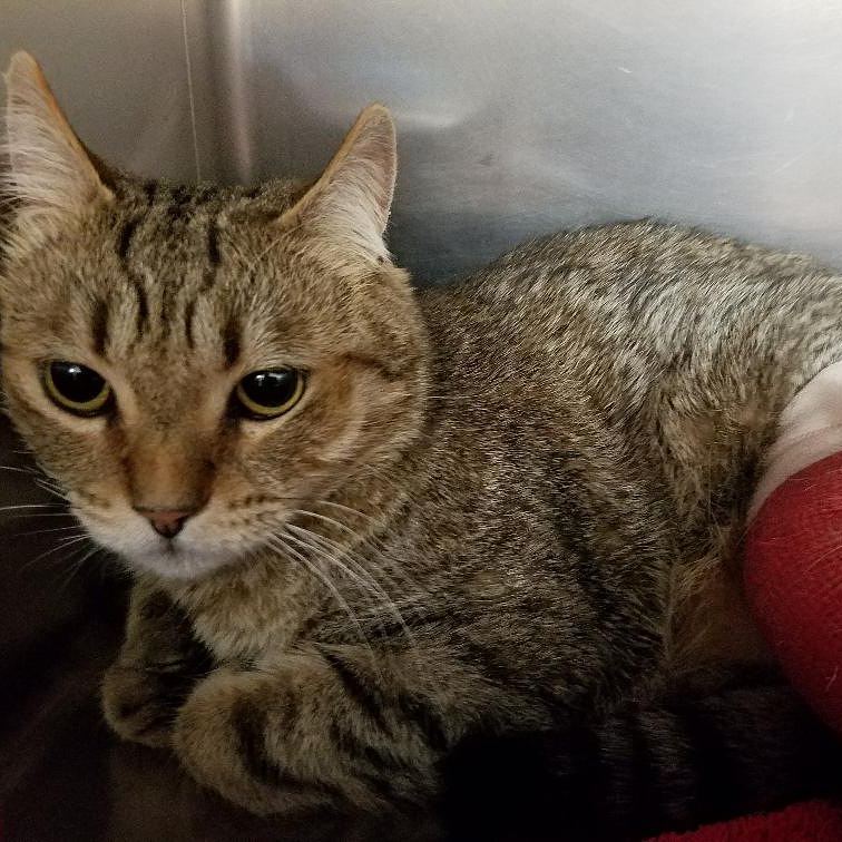 Bubbles a 7 year old male neutered cat, broken rear left leg needs to be amputated. owner surrendered,  broken leg has till Friday. Please contact Julie Rogers thru my PM messages for contact info. Cat is in Ontario.