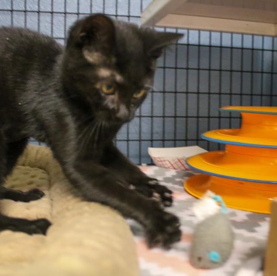 Happy Black Cat Appreciation Day!

This is Nomad, one of four black kittens we currently have available for adoption. Nomad is a feisty little gal who loves to play but is no stranger to purring in your arms when she's done playing with everything in her reach.

Nomad, we all appreciate you. We know you are not bad luck - you are just a baby kitten. We promise that we will find you an amazing home that will love you as much as our team does.

<a target='_blank' href='https://www.instagram.com/explore/tags/rescuedismyfavoritebreed/'>#rescuedismyfavoritebreed</a> <a target='_blank' href='https://www.instagram.com/explore/tags/blackcat/'>#blackcat</a> <a target='_blank' href='https://www.instagram.com/explore/tags/blackcatappreciationday/'>#blackcatappreciationday</a>