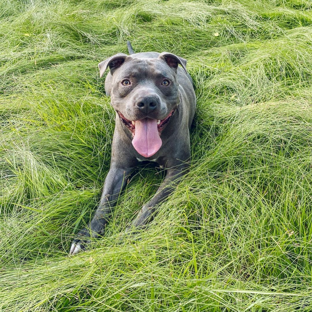 This boy has come so far and he is waiting patiently for his forever home! I guarantee whoever adopts this guy will have a lifetime of laughter and love. We love you Hunter! ❤️