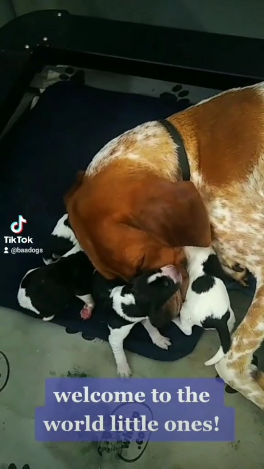 How was this already 10 weeks ago?! 
So proud of how far these dogs have come + of Poppy for being the best mom! ❤️

Link to apply for 1 of our last 4 in our bio

<a target='_blank' href='https://www.instagram.com/explore/tags/rawfeddog/'>#rawfeddog</a> <a target='_blank' href='https://www.instagram.com/explore/tags/holisticdog/'>#holisticdog</a> <a target='_blank' href='https://www.instagram.com/explore/tags/adoptandshopresponsibly/'>#adoptandshopresponsibly</a> <a target='_blank' href='https://www.instagram.com/explore/tags/rescue/'>#rescue</a>