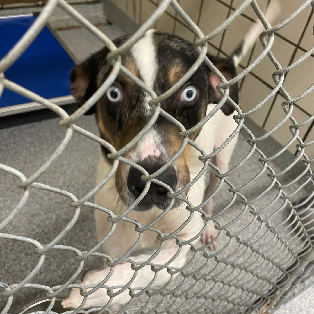 We filled our last kennel this morning. 

ADOPTION FEES WAIVED. IMPOUNDMENT FEES WAIVED. Please help us get the word out. We have nowhere to put the dozen+ dogs that arrive every day. It’s urgent that we find tham forever and foster homes IMMEDIATELY. 

Pasadena Adoption Center
5160 Burke Rd
Pasadena TX 77504
713-920-7942
adoptions@pasadenatx.gov
www.pasadenashelter.com

Monday, Wednesday, Friday
11:00 - 5:00 p.m.
Tuesday, Thursday 
11:00 - 6:00 p.m.
Saturday
11:00 - 4:00 p.m.

<a target='_blank' href='https://www.instagram.com/explore/tags/thisishouston/'>#thisishouston</a> <a target='_blank' href='https://www.instagram.com/explore/tags/shelterdogs/'>#shelterdogs</a> <a target='_blank' href='https://www.instagram.com/explore/tags/adoptme/'>#adoptme</a> <a target='_blank' href='https://www.instagram.com/explore/tags/puppies/'>#puppies</a> <a target='_blank' href='https://www.instagram.com/explore/tags/puppy/'>#puppy</a> <a target='_blank' href='https://www.instagram.com/explore/tags/bordercollie/'>#bordercollie</a> <a target='_blank' href='https://www.instagram.com/explore/tags/husky/'>#husky</a> <a target='_blank' href='https://www.instagram.com/explore/tags/germanshepherd/'>#germanshepherd</a> <a target='_blank' href='https://www.instagram.com/explore/tags/pittie/'>#pittie</a> <a target='_blank' href='https://www.instagram.com/explore/tags/lab/'>#lab</a> <a target='_blank' href='https://www.instagram.com/explore/tags/retriever/'>#retriever</a>  <a target='_blank' href='https://www.instagram.com/explore/tags/goldenretriever/'>#goldenretriever</a> <a target='_blank' href='https://www.instagram.com/explore/tags/cattledog/'>#cattledog</a> <a target='_blank' href='https://www.instagram.com/explore/tags/chowchow/'>#chowchow</a> <a target='_blank' href='https://www.instagram.com/explore/tags/houston/'>#houston</a> <a target='_blank' href='https://www.instagram.com/explore/tags/htx/'>#htx</a> <a target='_blank' href='https://www.instagram.com/explore/tags/pasadenatx/'>#pasadenatx</a>