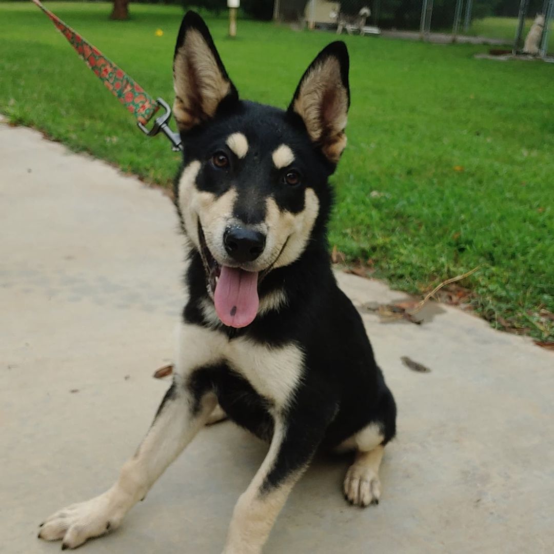 This is Evie - she's not new, she was born here to Mama Lizzo. She, along with sisters Missy and Monie are still waiting to be adopted. Sure they're now 4 months old and no longer have puppy breath but they're still so so cute!! Apply to meet them! (Sisters are yellow like mama and we will have new pictures soon) <a target='_blank' href='https://www.instagram.com/explore/tags/cutepuppy/'>#cutepuppy</a> <a target='_blank' href='https://www.instagram.com/explore/tags/adoptablepuppy/'>#adoptablepuppy</a> 😍😍
.
.
.
<a target='_blank' href='https://www.instagram.com/explore/tags/singingdogfarm/'>#singingdogfarm</a> <a target='_blank' href='https://www.instagram.com/explore/tags/singingdogfarmrescue/'>#singingdogfarmrescue</a> <a target='_blank' href='https://www.instagram.com/explore/tags/huskyrescue/'>#huskyrescue</a> <a target='_blank' href='https://www.instagram.com/explore/tags/adoptablehusky/'>#adoptablehusky</a> <a target='_blank' href='https://www.instagram.com/explore/tags/rescuehuskies/'>#rescuehuskies</a> <a target='_blank' href='https://www.instagram.com/explore/tags/nchuskies/'>#nchuskies</a> <a target='_blank' href='https://www.instagram.com/explore/tags/huskiesareawesome/'>#huskiesareawesome</a> <a target='_blank' href='https://www.instagram.com/explore/tags/adoptahusky/'>#adoptahusky</a> <a target='_blank' href='https://www.instagram.com/explore/tags/adoptablehuskies/'>#adoptablehuskies</a> <a target='_blank' href='https://www.instagram.com/explore/tags/siberianhusky/'>#siberianhusky</a> <a target='_blank' href='https://www.instagram.com/explore/tags/siberianhuskydogs/'>#siberianhuskydogs</a> <a target='_blank' href='https://www.instagram.com/explore/tags/ncdogs/'>#ncdogs</a> <a target='_blank' href='https://www.instagram.com/explore/tags/rescuedogs/'>#rescuedogs</a> <a target='_blank' href='https://www.instagram.com/explore/tags/huskiesofinstagram/'>#huskiesofinstagram</a> <a target='_blank' href='https://www.instagram.com/explore/tags/huskiesofig/'>#huskiesofig</a> <a target='_blank' href='https://www.instagram.com/explore/tags/ncrescuedogs/'>#ncrescuedogs</a>
