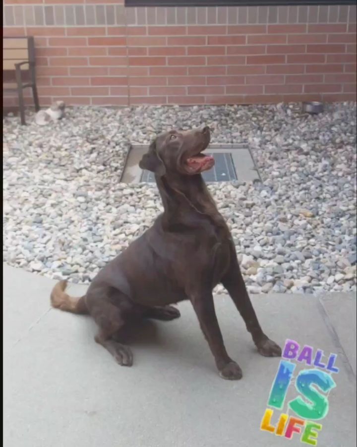 BALL IS LIFE! This beautiful girl is Benelli and as you can tell, she looooves a good game of fetch. This sweet pup was an owner surrender that was primarily an outside dog. In her previous home her only toys were rocks and she didn't understand the joy that balls bring to our canine friends! The second she was given her favorite purple ball, it was game over -  this girl is now obsessed. We decided to see just how much she loves bouncy balls and this is the result! She hardly even know what to do and she just wants to grab every single one.
For some more background on Benelli, she's five years old and has an amazing temperament. She's very  patient for the most part and would be a great dog for a farm or an acreage. She would need dog introductions because she's particular on which dogs she gets along with and would prefer no cats - she thinks they make better toys than pets. She is great on leash and knows how to sit like a pro. Treats are a great motivator and she'll be at your beck and call for some Beggin' Strips. 
If she seems like she'd be a good fit for your home - come check her out! She's been hanging out here for around two months and deserves an amazing home. 

<a target='_blank' href='https://www.instagram.com/explore/tags/siouxlandadopts/'>#siouxlandadopts</a> <a target='_blank' href='https://www.instagram.com/explore/tags/siouxlandhumanesociety/'>#siouxlandhumanesociety</a> <a target='_blank' href='https://www.instagram.com/explore/tags/adoptdontshop/'>#adoptdontshop</a>🐾 <a target='_blank' href='https://www.instagram.com/explore/tags/labradorretriever/'>#labradorretriever</a> <a target='_blank' href='https://www.instagram.com/explore/tags/labradorlove/'>#labradorlove</a> <a target='_blank' href='https://www.instagram.com/explore/tags/labsrock/'>#labsrock</a> <a target='_blank' href='https://www.instagram.com/explore/tags/siouxcity/'>#siouxcity</a>