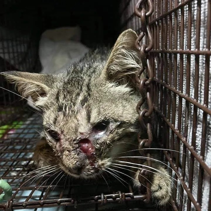 **Slightly Graphic Photos**

Welcome Francis ❤
Thank you to our friend Eileen in New Jersey for saving him and to @whiskersrescuenj for life saving vet care. 
(Francis on the right, Isaac Mewton on the left)

<a target='_blank' href='https://www.instagram.com/explore/tags/adoptdontshop/'>#adoptdontshop</a> <a target='_blank' href='https://www.instagram.com/explore/tags/njcats/'>#njcats</a> <a target='_blank' href='https://www.instagram.com/explore/tags/kittensofinstagram/'>#kittensofinstagram</a> <a target='_blank' href='https://www.instagram.com/explore/tags/catsofinstagram/'>#catsofinstagram</a> <a target='_blank' href='https://www.instagram.com/explore/tags/catgenius/'>#catgenius</a> <a target='_blank' href='https://www.instagram.com/explore/tags/oneeyedcat/'>#oneeyedcat</a> <a target='_blank' href='https://www.instagram.com/explore/tags/tabbycat/'>#tabbycat</a> <a target='_blank' href='https://www.instagram.com/explore/tags/saint/'>#saint</a>