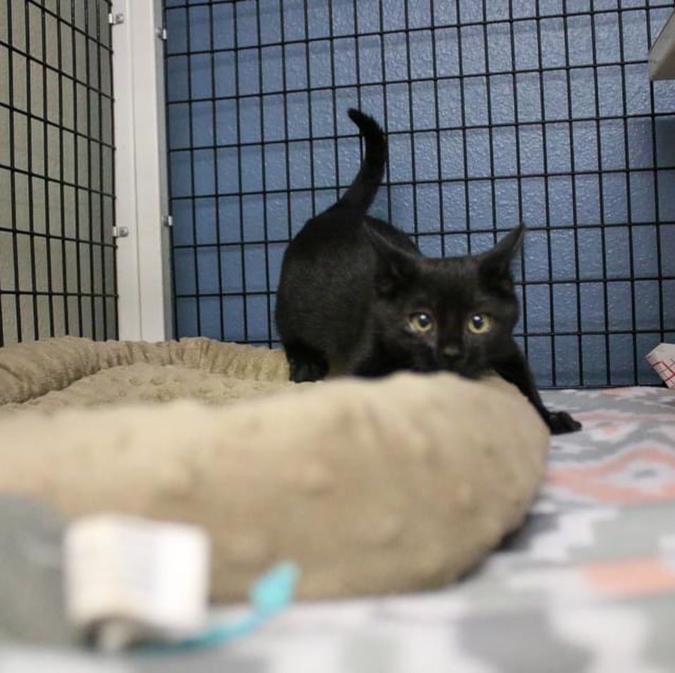 Happy Black Cat Appreciation Day!

This is Nomad, one of four black kittens we currently have available for adoption. Nomad is a feisty little gal who loves to play but is no stranger to purring in your arms when she's done playing with everything in her reach.

Nomad, we all appreciate you. We know you are not bad luck - you are just a baby kitten. We promise that we will find you an amazing home that will love you as much as our team does.

<a target='_blank' href='https://www.instagram.com/explore/tags/rescuedismyfavoritebreed/'>#rescuedismyfavoritebreed</a> <a target='_blank' href='https://www.instagram.com/explore/tags/blackcat/'>#blackcat</a> <a target='_blank' href='https://www.instagram.com/explore/tags/blackcatappreciationday/'>#blackcatappreciationday</a>