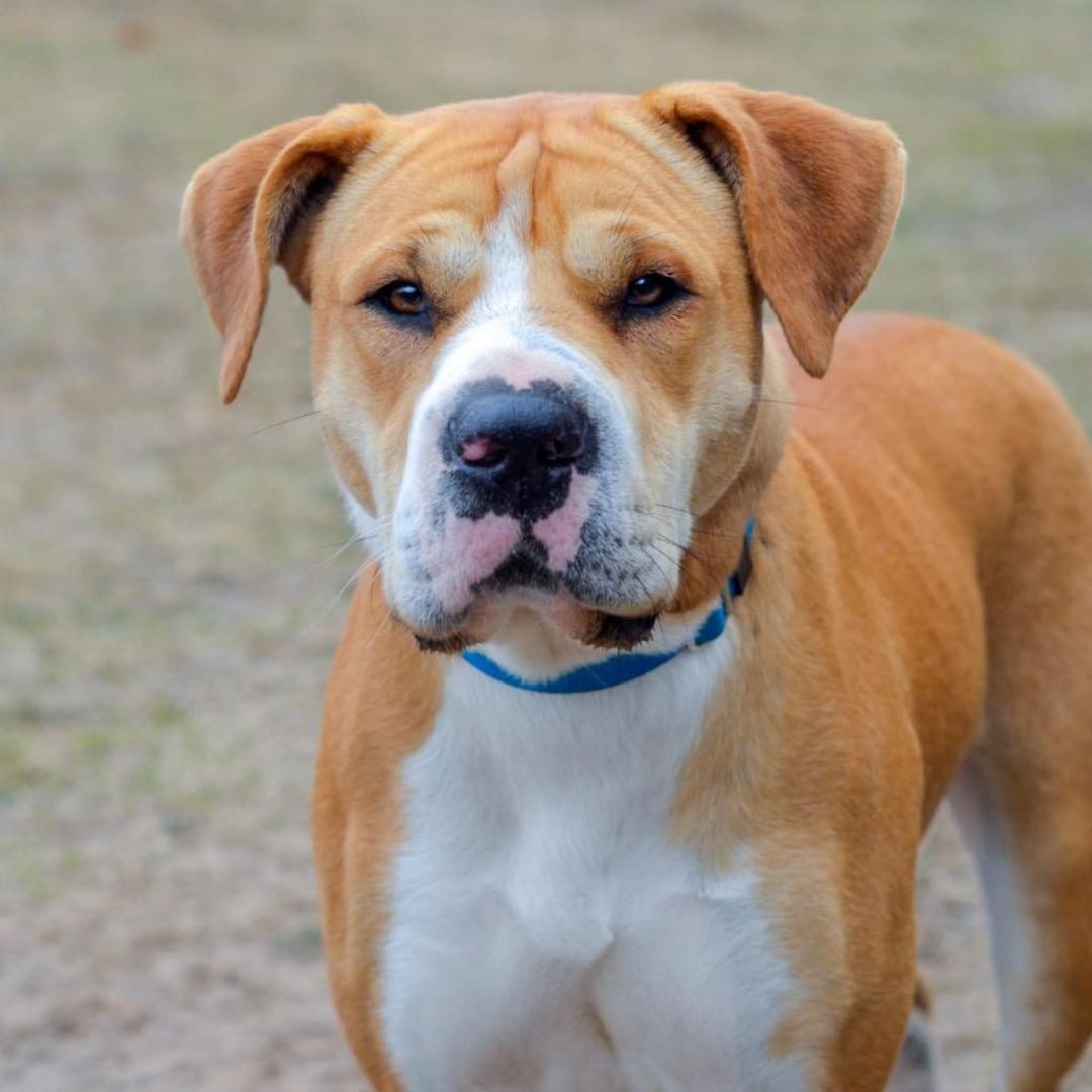 I’m a rather strange combination of DNA. I’m part Boxer and part Shar-Pei.  I know, it’s unusual. But look at it this way…when you adopt me, you’ll never have to worry about seeing another fur baby like me. Call me Ms. One-of-a-Kind!

I weigh in at about 45 lbs and I’m somewhere in the 3-4 years old range.

I don’t remember much about my life before TBC.  I do know I’ve been here about 2 ½ years now and I’m so ready to find my own home.

I’ve overheard the TBC staff saying how smart I am and that I’m a quick learner.

As for what I think…well...I prefer to be your one-and-only.  But if you do have another fur baby now, I think it would be a great idea if we can meet each other first.  You know…sniff butts and other dog stuff you wouldn’t understand!

I’m up-to-date on my doggy vaccinations.  I’ve been spayed and I think I’m already house trained.

If you would like to adopt me, please complete the pre-qualification application at this link: https://bit.ly/2CCVFPV.

Please visit https://www.tbcanimalrescue.com/how-to-help to learn about the many ways to help Texas Best Choices Animal Rescue.

<a target='_blank' href='https://www.instagram.com/explore/tags/AdoptDontShop/'>#AdoptDontShop</a> <a target='_blank' href='https://www.instagram.com/explore/tags/TBCAnimalRescue/'>#TBCAnimalRescue</a> <a target='_blank' href='https://www.instagram.com/explore/tags/RescueDogs/'>#RescueDogs</a>