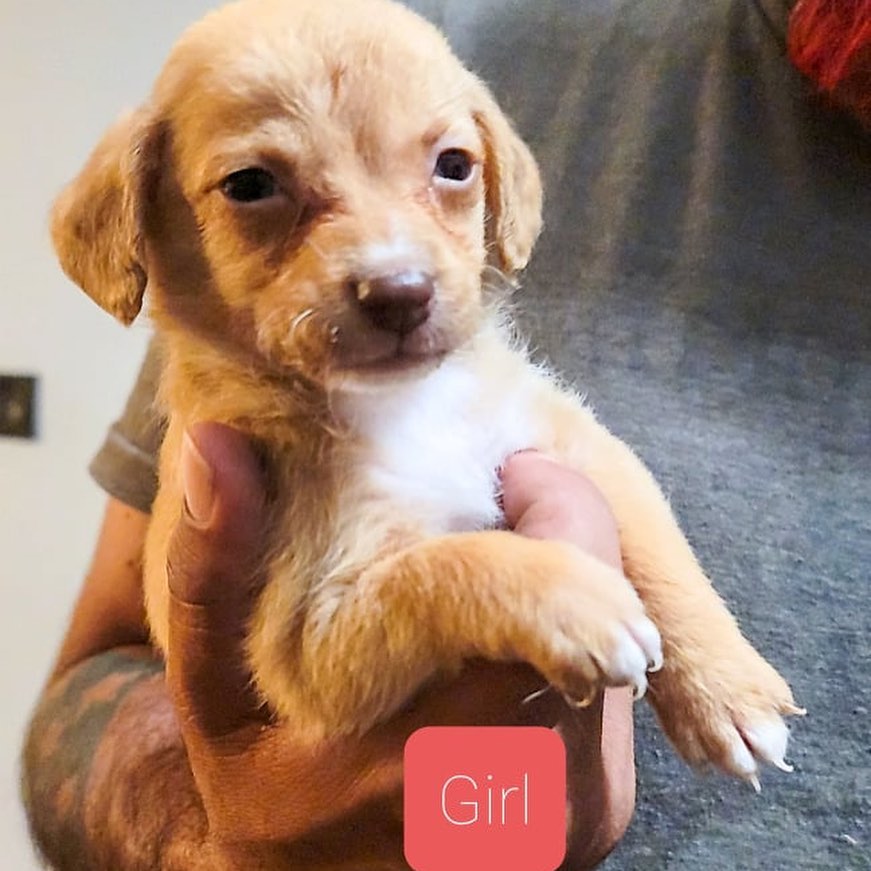 Grease litter will be up for adoption in 2-3 weeks! They are 6 weeks now. The cutest chi mixes ever ❤️ email loveoflittlesrescue@gmail.com if interested!