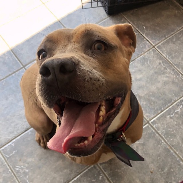 Hi my name is Coco and I am a 2 year old Pittie Mix with the biggest goofiest smile. I was found as a stray in the early summer and ended up at the county shelter. Even though I had a good report card from the shelter no one adopted me and I was scheduled to be euthanized. Luckily a Noah’s Bark volunteer saw something in me and managed to take me under her wing an hour before I set to be put to sleep. Now I live in a home with my foster sister and I am all smiles and my tail won’t stop wagging. I’m so happy to be alive and I am learning new things all the time. I am crate trained, I know basic commands and I am potty trained. I love humans and would do best in a home with a large male companion. I am not very fond of cats or other small pets. I love snack time and belly rubs from my humans. I am spayed and up to date on vaccinations. I am ready to find my forever home. <a target='_blank' href='https://www.instagram.com/explore/tags/pitbullsofinstagram/'>#pitbullsofinstagram</a> <a target='_blank' href='https://www.instagram.com/explore/tags/pitbull/'>#pitbull</a> <a target='_blank' href='https://www.instagram.com/explore/tags/adoptdontshop/'>#adoptdontshop</a> <a target='_blank' href='https://www.instagram.com/explore/tags/bestfriends/'>#bestfriends</a>