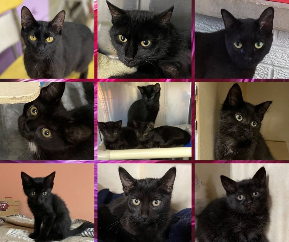 Here are some of the black cats and kittens we have ready for adoption right meow!  https://www.companioncats.com/adoptablecats/