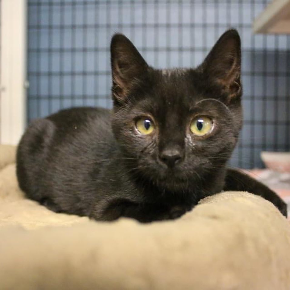 Happy Black Cat Appreciation Day!

This is Nomad, one of four black kittens we currently have available for adoption. Nomad is a feisty little gal who loves to play but is no stranger to purring in your arms when she's done playing with everything in her reach.

Nomad, we all appreciate you. We know you are not bad luck - you are just a baby kitten. We promise that we will find you an amazing home that will love you as much as our team does.

<a target='_blank' href='https://www.instagram.com/explore/tags/rescuedismyfavoritebreed/'>#rescuedismyfavoritebreed</a> <a target='_blank' href='https://www.instagram.com/explore/tags/blackcat/'>#blackcat</a> <a target='_blank' href='https://www.instagram.com/explore/tags/blackcatappreciationday/'>#blackcatappreciationday</a>