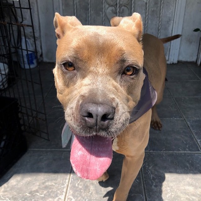 Hi my name is Coco and I am a 2 year old Pittie Mix with the biggest goofiest smile. I was found as a stray in the early summer and ended up at the county shelter. Even though I had a good report card from the shelter no one adopted me and I was scheduled to be euthanized. Luckily a Noah’s Bark volunteer saw something in me and managed to take me under her wing an hour before I set to be put to sleep. Now I live in a home with my foster sister and I am all smiles and my tail won’t stop wagging. I’m so happy to be alive and I am learning new things all the time. I am crate trained, I know basic commands and I am potty trained. I love humans and would do best in a home with a large male companion. I am not very fond of cats or other small pets. I love snack time and belly rubs from my humans. I am spayed and up to date on vaccinations. I am ready to find my forever home. <a target='_blank' href='https://www.instagram.com/explore/tags/pitbullsofinstagram/'>#pitbullsofinstagram</a> <a target='_blank' href='https://www.instagram.com/explore/tags/pitbull/'>#pitbull</a> <a target='_blank' href='https://www.instagram.com/explore/tags/adoptdontshop/'>#adoptdontshop</a> <a target='_blank' href='https://www.instagram.com/explore/tags/bestfriends/'>#bestfriends</a>