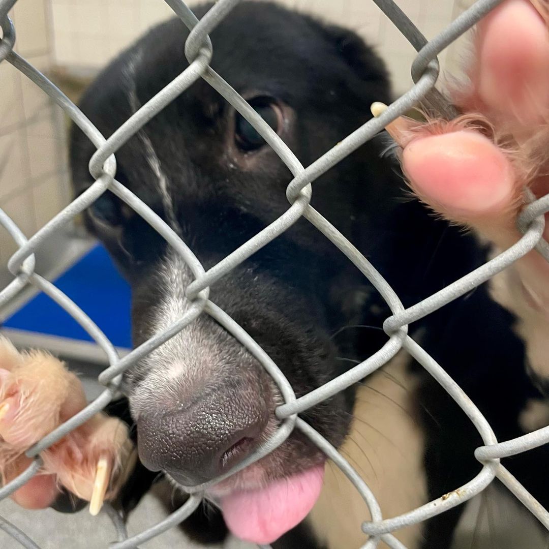 We filled our last kennel this morning. 

ADOPTION FEES WAIVED. IMPOUNDMENT FEES WAIVED. Please help us get the word out. We have nowhere to put the dozen+ dogs that arrive every day. It’s urgent that we find tham forever and foster homes IMMEDIATELY. 

Pasadena Adoption Center
5160 Burke Rd
Pasadena TX 77504
713-920-7942
adoptions@pasadenatx.gov
www.pasadenashelter.com

Monday, Wednesday, Friday
11:00 - 5:00 p.m.
Tuesday, Thursday 
11:00 - 6:00 p.m.
Saturday
11:00 - 4:00 p.m.

<a target='_blank' href='https://www.instagram.com/explore/tags/thisishouston/'>#thisishouston</a> <a target='_blank' href='https://www.instagram.com/explore/tags/shelterdogs/'>#shelterdogs</a> <a target='_blank' href='https://www.instagram.com/explore/tags/adoptme/'>#adoptme</a> <a target='_blank' href='https://www.instagram.com/explore/tags/puppies/'>#puppies</a> <a target='_blank' href='https://www.instagram.com/explore/tags/puppy/'>#puppy</a> <a target='_blank' href='https://www.instagram.com/explore/tags/bordercollie/'>#bordercollie</a> <a target='_blank' href='https://www.instagram.com/explore/tags/husky/'>#husky</a> <a target='_blank' href='https://www.instagram.com/explore/tags/germanshepherd/'>#germanshepherd</a> <a target='_blank' href='https://www.instagram.com/explore/tags/pittie/'>#pittie</a> <a target='_blank' href='https://www.instagram.com/explore/tags/lab/'>#lab</a> <a target='_blank' href='https://www.instagram.com/explore/tags/retriever/'>#retriever</a>  <a target='_blank' href='https://www.instagram.com/explore/tags/goldenretriever/'>#goldenretriever</a> <a target='_blank' href='https://www.instagram.com/explore/tags/cattledog/'>#cattledog</a> <a target='_blank' href='https://www.instagram.com/explore/tags/chowchow/'>#chowchow</a> <a target='_blank' href='https://www.instagram.com/explore/tags/houston/'>#houston</a> <a target='_blank' href='https://www.instagram.com/explore/tags/htx/'>#htx</a> <a target='_blank' href='https://www.instagram.com/explore/tags/pasadenatx/'>#pasadenatx</a>