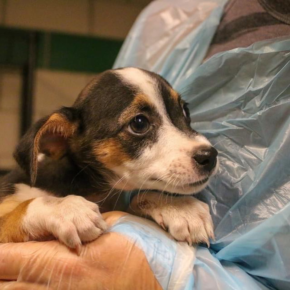 🚨🚨HOARDING CASE INCOMING! ...and we are already almost out of space 🚨🚨

Welp, we are about to have another hoarding case this year. Except for this time, we are already near capacity. We never euthanize for space so we need the community's help on this one.

We are having a Clear the Shelters event this weekend. 50% off adoption fees + additional adoption deals this weekend. 

If you aren't looking to adopt, please share this post, come out to the event, donate, or miraculously build us some more space in day. 

I know we can save these animals together.

<a target='_blank' href='https://www.instagram.com/explore/tags/adoptdontshop/'>#adoptdontshop</a> <a target='_blank' href='https://www.instagram.com/explore/tags/rescuecolorado/'>#rescuecolorado</a> <a target='_blank' href='https://www.instagram.com/explore/tags/cleartheshelters/'>#cleartheshelters</a>