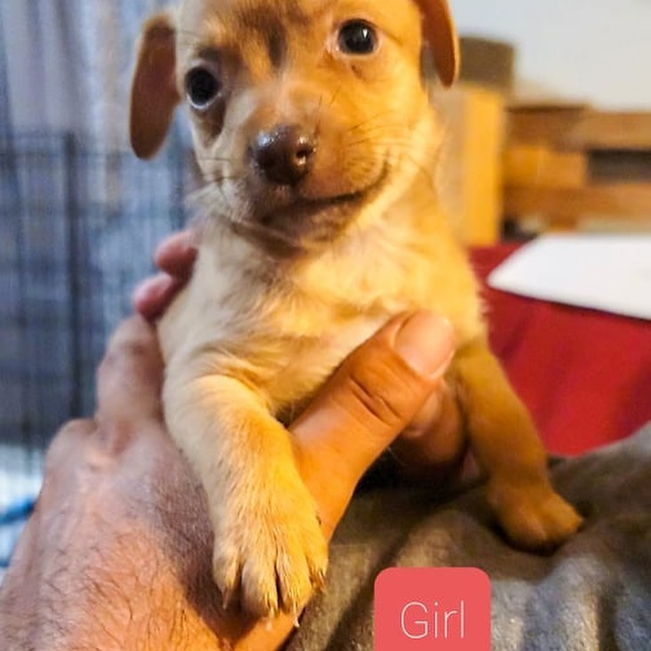 Grease litter will be up for adoption in 2-3 weeks! They are 6 weeks now. The cutest chi mixes ever ❤️ email loveoflittlesrescue@gmail.com if interested!