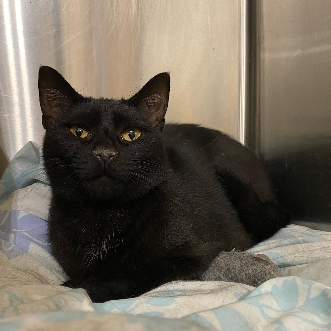 SPOTTY, pictured here, is a beautiful sweet <a target='_blank' href='https://www.instagram.com/explore/tags/blackcat/'>#blackcat</a> who leans in for pets and adores affection! And is AVAILABLE FOR ADOPTION!! 🐈‍⬛ Happy Black Cat Appreciation Day - and visit SPOTTY and her friends at Bridgewater Petsmart! <a target='_blank' href='https://www.instagram.com/explore/tags/blackcatappreciationday/'>#blackcatappreciationday</a> <a target='_blank' href='https://www.instagram.com/explore/tags/blackcat/'>#blackcat</a> @petsmart_bridgewater @petsmartcharities