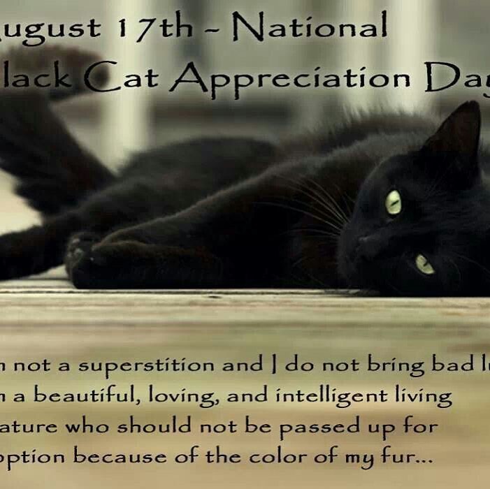 Did you know that black dogs *AND* cats are the most overlooked and have the hardest time being adopted and the highest rate of euthanasia? 😓 If you have a black cat (or more than one) that has become part of your family, please help us spread the word to raise awareness for these beautiful and special creatures on this special day dedicated to honor them! <a target='_blank' href='https://www.instagram.com/explore/tags/blackcatappreciationday/'>#blackcatappreciationday</a> <a target='_blank' href='https://www.instagram.com/explore/tags/blackcatsofinstagram/'>#blackcatsofinstagram</a> <a target='_blank' href='https://www.instagram.com/explore/tags/blackcatsmatter/'>#blackcatsmatter</a> <a target='_blank' href='https://www.instagram.com/explore/tags/blackcatsrule/'>#blackcatsrule</a> <a target='_blank' href='https://www.instagram.com/explore/tags/blackcatsrock/'>#blackcatsrock</a>