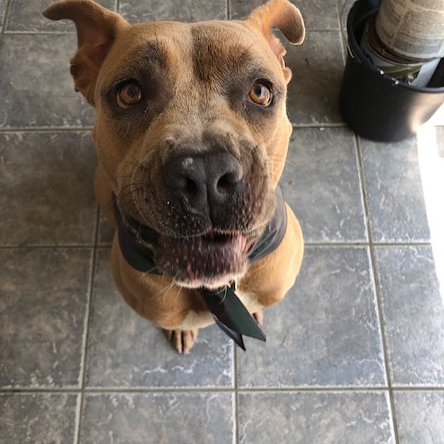 Hi my name is Coco and I am a 2 year old Pittie Mix with the biggest goofiest smile. I was found as a stray in the early summer and ended up at the county shelter. Even though I had a good report card from the shelter no one adopted me and I was scheduled to be euthanized. Luckily a Noah’s Bark volunteer saw something in me and managed to take me under her wing an hour before I set to be put to sleep. Now I live in a home with my foster sister and I am all smiles and my tail won’t stop wagging. I’m so happy to be alive and I am learning new things all the time. I am crate trained, I know basic commands and I am potty trained. I love humans and would do best in a home with a large male companion. I am not very fond of cats or other small pets. I love snack time and belly rubs from my humans. I am spayed and up to date on vaccinations. I am ready to find my forever home. <a target='_blank' href='https://www.instagram.com/explore/tags/pitbullsofinstagram/'>#pitbullsofinstagram</a> <a target='_blank' href='https://www.instagram.com/explore/tags/pitbull/'>#pitbull</a> <a target='_blank' href='https://www.instagram.com/explore/tags/adoptdontshop/'>#adoptdontshop</a> <a target='_blank' href='https://www.instagram.com/explore/tags/bestfriends/'>#bestfriends</a>