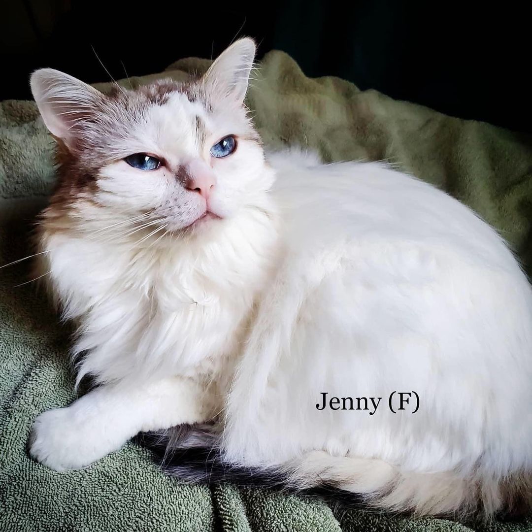 Available for adoption now but please read all details if interested! Jenny is a Ragdoll breed and is around 10 years old. She is very affectionate, loves belly rubs, and loves attention. She likes to be close to us and sleeps under the covers, cuddled up between us in our bed at night.  She also loves to sit by the window and sunbathe.
She is picky about her litter box. It needs to be CLEAN or she will not use it. She likes the unscented litter and prefers the open box type of litter box.
She needs to be brushed a couple times a week. She also needs her eyes and ears to be cleaned a couple times a week with just a slightly damp cloth. 

She doesn't eat much at a time, so leaving food out for her to graze on throughout the day is necessary.
When we first brought her home to foster, it took her 5-7 days to settle in. After about 7 weeks with us, she is fully settled in. 
She needs a family that spends a lot of time at home and that has a lot of patience. Once she gets to know you, she will be your best friend. She's absolutely gorgeous and puurrrfect. If it weren't for us wanting to continue fostering, we would never let her go! I guess you could say she's a little 