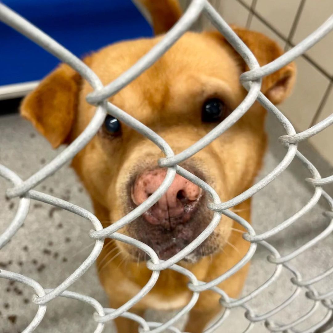 We filled our last kennel this morning. 

ADOPTION FEES WAIVED. IMPOUNDMENT FEES WAIVED. Please help us get the word out. We have nowhere to put the dozen+ dogs that arrive every day. It’s urgent that we find tham forever and foster homes IMMEDIATELY. 

Pasadena Adoption Center
5160 Burke Rd
Pasadena TX 77504
713-920-7942
adoptions@pasadenatx.gov
www.pasadenashelter.com

Monday, Wednesday, Friday
11:00 - 5:00 p.m.
Tuesday, Thursday 
11:00 - 6:00 p.m.
Saturday
11:00 - 4:00 p.m.

<a target='_blank' href='https://www.instagram.com/explore/tags/thisishouston/'>#thisishouston</a> <a target='_blank' href='https://www.instagram.com/explore/tags/shelterdogs/'>#shelterdogs</a> <a target='_blank' href='https://www.instagram.com/explore/tags/adoptme/'>#adoptme</a> <a target='_blank' href='https://www.instagram.com/explore/tags/puppies/'>#puppies</a> <a target='_blank' href='https://www.instagram.com/explore/tags/puppy/'>#puppy</a> <a target='_blank' href='https://www.instagram.com/explore/tags/bordercollie/'>#bordercollie</a> <a target='_blank' href='https://www.instagram.com/explore/tags/husky/'>#husky</a> <a target='_blank' href='https://www.instagram.com/explore/tags/germanshepherd/'>#germanshepherd</a> <a target='_blank' href='https://www.instagram.com/explore/tags/pittie/'>#pittie</a> <a target='_blank' href='https://www.instagram.com/explore/tags/lab/'>#lab</a> <a target='_blank' href='https://www.instagram.com/explore/tags/retriever/'>#retriever</a>  <a target='_blank' href='https://www.instagram.com/explore/tags/goldenretriever/'>#goldenretriever</a> <a target='_blank' href='https://www.instagram.com/explore/tags/cattledog/'>#cattledog</a> <a target='_blank' href='https://www.instagram.com/explore/tags/chowchow/'>#chowchow</a> <a target='_blank' href='https://www.instagram.com/explore/tags/houston/'>#houston</a> <a target='_blank' href='https://www.instagram.com/explore/tags/htx/'>#htx</a> <a target='_blank' href='https://www.instagram.com/explore/tags/pasadenatx/'>#pasadenatx</a>