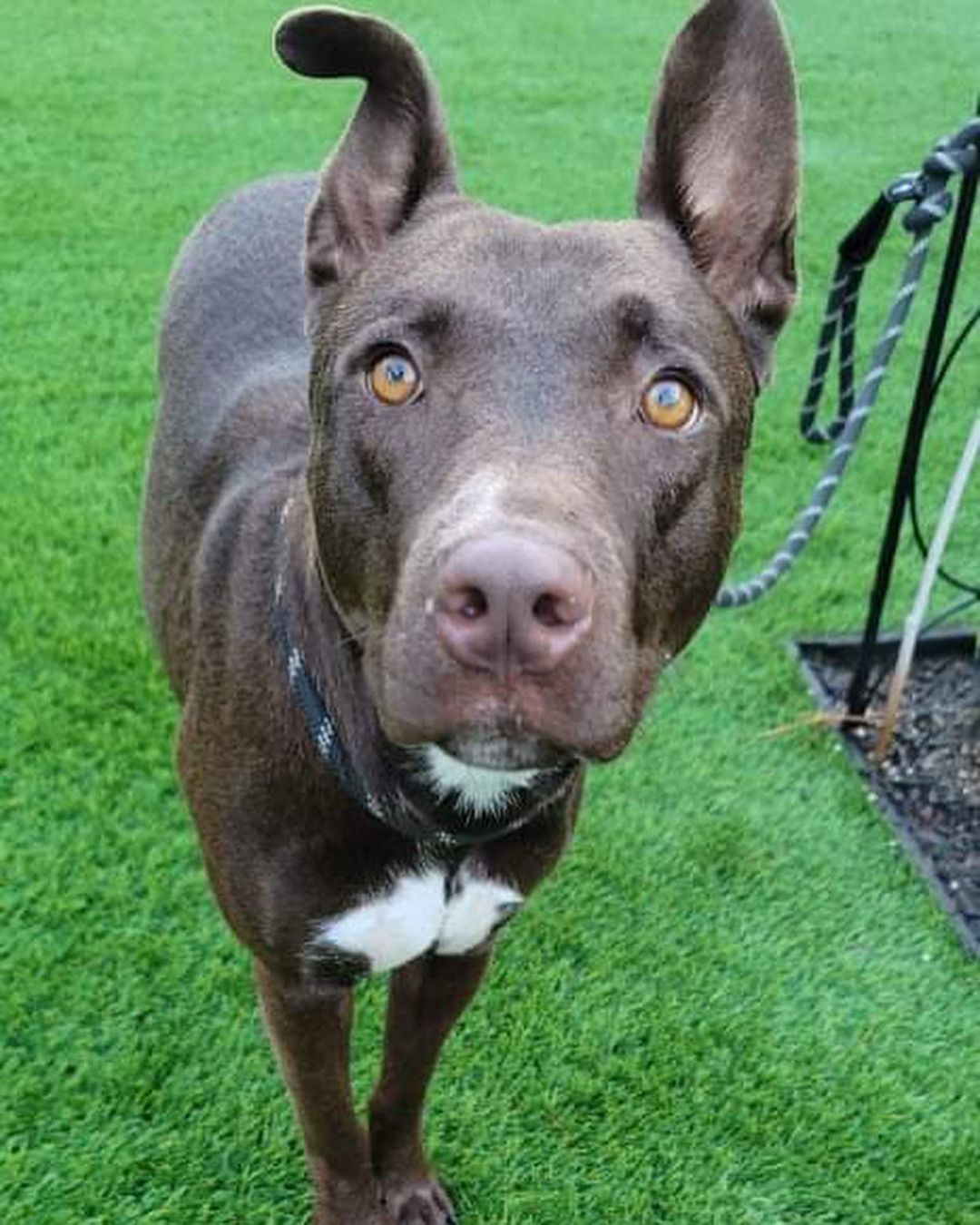 Check out our labrAdorable bunch of Retrievers! (Sorry, the girl who runs this account is cheesy). 

Meet Blackie, Doug, Petunia, Harley, and Taffy! All super friendly pups ready to find their forever homes! Please share with your lab-loving friends! 

<a target='_blank' href='https://www.instagram.com/explore/tags/angels2therescue/'>#angels2therescue</a> <a target='_blank' href='https://www.instagram.com/explore/tags/adopteddog/'>#adopteddog</a> <a target='_blank' href='https://www.instagram.com/explore/tags/rescuedog/'>#rescuedog</a> <a target='_blank' href='https://www.instagram.com/explore/tags/rescuedismyfavoritebreed/'>#rescuedismyfavoritebreed</a> <a target='_blank' href='https://www.instagram.com/explore/tags/labsofinstagram/'>#labsofinstagram</a> <a target='_blank' href='https://www.instagram.com/explore/tags/labradorretriever/'>#labradorretriever</a> <a target='_blank' href='https://www.instagram.com/explore/tags/dallasdogs/'>#dallasdogs</a> <a target='_blank' href='https://www.instagram.com/explore/tags/adoptdontshop/'>#adoptdontshop</a> <a target='_blank' href='https://www.instagram.com/explore/tags/fosterdog/'>#fosterdog</a> <a target='_blank' href='https://www.instagram.com/explore/tags/mutts/'>#mutts</a> <a target='_blank' href='https://www.instagram.com/explore/tags/adoptabledog/'>#adoptabledog</a> <a target='_blank' href='https://www.instagram.com/explore/tags/adoptme/'>#adoptme</a>