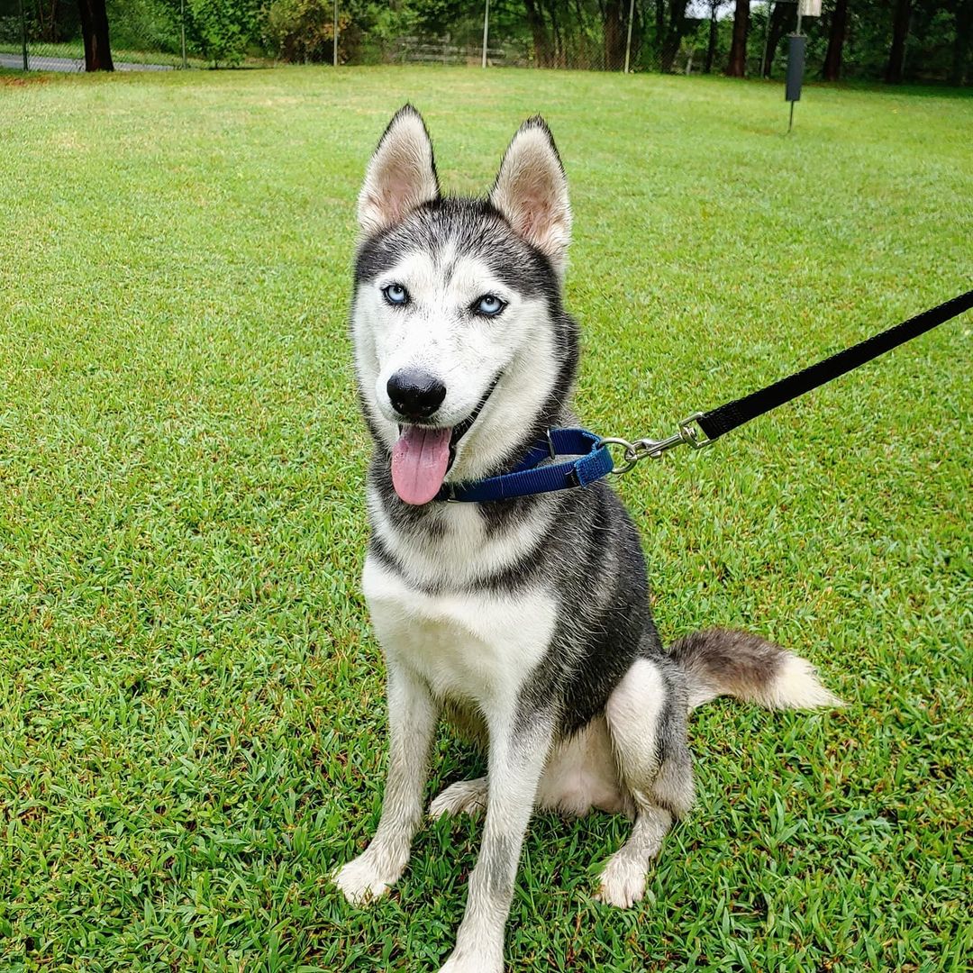Meet Tiny Tim (he's a regular sized husky just a little thin right now). He's about 2-3 years old, friendly but pretends he's not all that interested at first <a target='_blank' href='https://www.instagram.com/explore/tags/coollikethat/'>#coollikethat</a> 😜😜. He's going to be treated for heartworms so not immediately available  <a target='_blank' href='https://www.instagram.com/explore/tags/adoptablesoon/'>#adoptablesoon</a>
.
.
<a target='_blank' href='https://www.instagram.com/explore/tags/singingdogfarm/'>#singingdogfarm</a> <a target='_blank' href='https://www.instagram.com/explore/tags/singingdogfarmrescue/'>#singingdogfarmrescue</a> <a target='_blank' href='https://www.instagram.com/explore/tags/huskyrescue/'>#huskyrescue</a> <a target='_blank' href='https://www.instagram.com/explore/tags/adoptablehusky/'>#adoptablehusky</a> <a target='_blank' href='https://www.instagram.com/explore/tags/rescuehuskies/'>#rescuehuskies</a> <a target='_blank' href='https://www.instagram.com/explore/tags/nchuskies/'>#nchuskies</a> <a target='_blank' href='https://www.instagram.com/explore/tags/huskiesareawesome/'>#huskiesareawesome</a> <a target='_blank' href='https://www.instagram.com/explore/tags/adoptahusky/'>#adoptahusky</a> <a target='_blank' href='https://www.instagram.com/explore/tags/adoptablehuskies/'>#adoptablehuskies</a> <a target='_blank' href='https://www.instagram.com/explore/tags/siberianhusky/'>#siberianhusky</a> <a target='_blank' href='https://www.instagram.com/explore/tags/siberianhuskydogs/'>#siberianhuskydogs</a> <a target='_blank' href='https://www.instagram.com/explore/tags/ncdogs/'>#ncdogs</a> <a target='_blank' href='https://www.instagram.com/explore/tags/rescuedogs/'>#rescuedogs</a> <a target='_blank' href='https://www.instagram.com/explore/tags/huskiesofinstagram/'>#huskiesofinstagram</a> <a target='_blank' href='https://www.instagram.com/explore/tags/huskiesofig/'>#huskiesofig</a> <a target='_blank' href='https://www.instagram.com/explore/tags/ncrescuedogs/'>#ncrescuedogs</a>