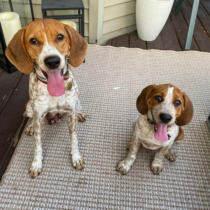 Poppy and Arbor (previously Cedar) are reunited!
Their adopters are related so it will be cool to see Arbor grow up alongside his mom.  By the looks of it, he will be bigger than her in no time! 

📸Shared from @nashtotherescue 💕