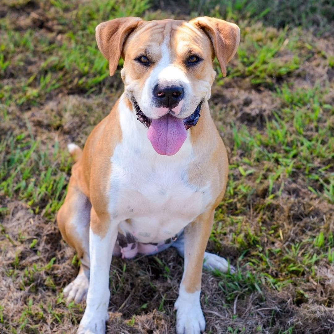 I’m a rather strange combination of DNA. I’m part Boxer and part Shar-Pei.  I know, it’s unusual. But look at it this way…when you adopt me, you’ll never have to worry about seeing another fur baby like me. Call me Ms. One-of-a-Kind!

I weigh in at about 45 lbs and I’m somewhere in the 3-4 years old range.

I don’t remember much about my life before TBC.  I do know I’ve been here about 2 ½ years now and I’m so ready to find my own home.

I’ve overheard the TBC staff saying how smart I am and that I’m a quick learner.

As for what I think…well...I prefer to be your one-and-only.  But if you do have another fur baby now, I think it would be a great idea if we can meet each other first.  You know…sniff butts and other dog stuff you wouldn’t understand!

I’m up-to-date on my doggy vaccinations.  I’ve been spayed and I think I’m already house trained.

If you would like to adopt me, please complete the pre-qualification application at this link: https://bit.ly/2CCVFPV.

Please visit https://www.tbcanimalrescue.com/how-to-help to learn about the many ways to help Texas Best Choices Animal Rescue.

<a target='_blank' href='https://www.instagram.com/explore/tags/AdoptDontShop/'>#AdoptDontShop</a> <a target='_blank' href='https://www.instagram.com/explore/tags/TBCAnimalRescue/'>#TBCAnimalRescue</a> <a target='_blank' href='https://www.instagram.com/explore/tags/RescueDogs/'>#RescueDogs</a>