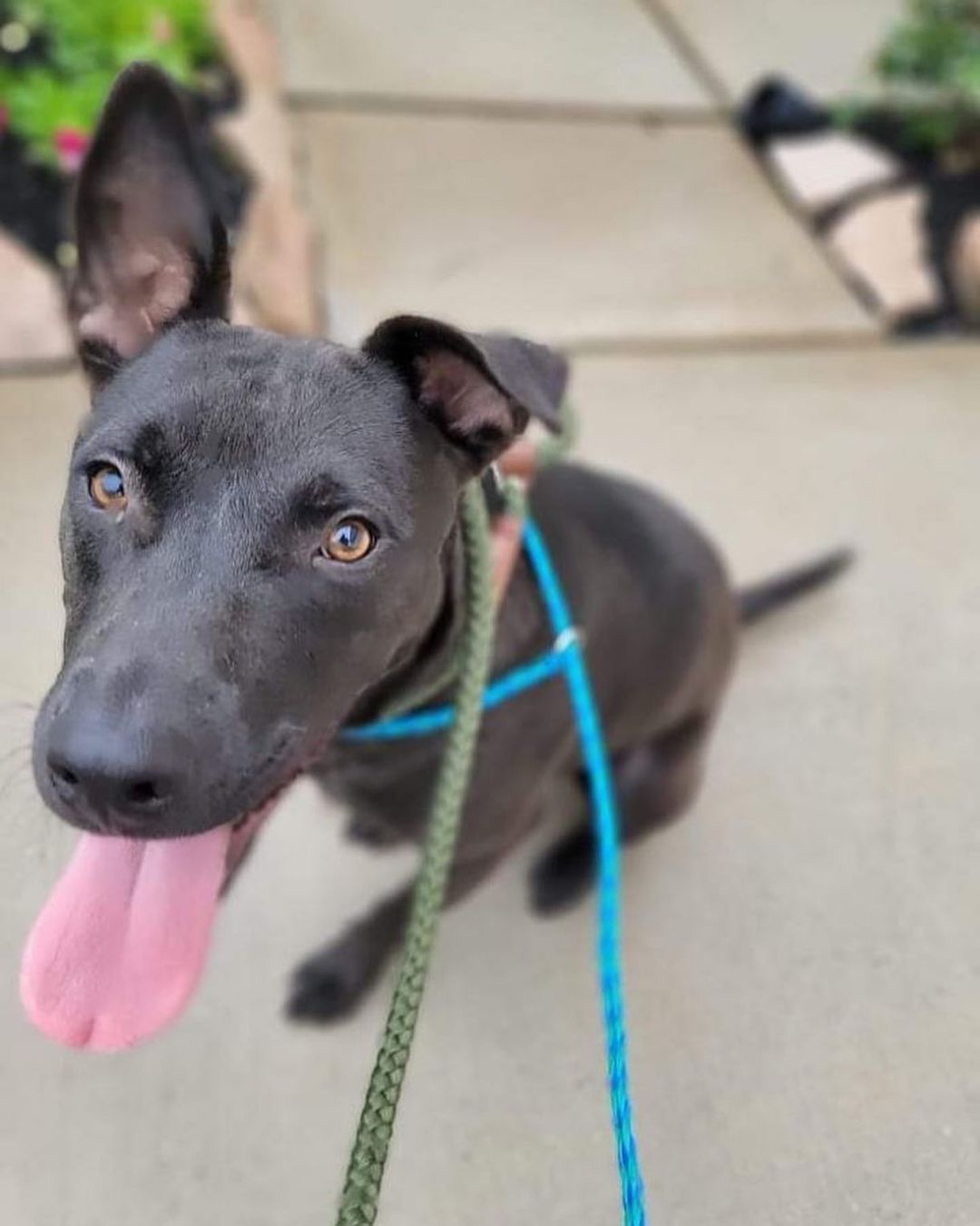 Check out our labrAdorable bunch of Retrievers! (Sorry, the girl who runs this account is cheesy). 

Meet Blackie, Doug, Petunia, Harley, and Taffy! All super friendly pups ready to find their forever homes! Please share with your lab-loving friends! 

<a target='_blank' href='https://www.instagram.com/explore/tags/angels2therescue/'>#angels2therescue</a> <a target='_blank' href='https://www.instagram.com/explore/tags/adopteddog/'>#adopteddog</a> <a target='_blank' href='https://www.instagram.com/explore/tags/rescuedog/'>#rescuedog</a> <a target='_blank' href='https://www.instagram.com/explore/tags/rescuedismyfavoritebreed/'>#rescuedismyfavoritebreed</a> <a target='_blank' href='https://www.instagram.com/explore/tags/labsofinstagram/'>#labsofinstagram</a> <a target='_blank' href='https://www.instagram.com/explore/tags/labradorretriever/'>#labradorretriever</a> <a target='_blank' href='https://www.instagram.com/explore/tags/dallasdogs/'>#dallasdogs</a> <a target='_blank' href='https://www.instagram.com/explore/tags/adoptdontshop/'>#adoptdontshop</a> <a target='_blank' href='https://www.instagram.com/explore/tags/fosterdog/'>#fosterdog</a> <a target='_blank' href='https://www.instagram.com/explore/tags/mutts/'>#mutts</a> <a target='_blank' href='https://www.instagram.com/explore/tags/adoptabledog/'>#adoptabledog</a> <a target='_blank' href='https://www.instagram.com/explore/tags/adoptme/'>#adoptme</a>