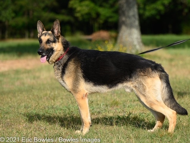 ‼️ FOSTER HOME NEEDED‼️ Louis is a three-year-old male GSD. He is looking for a foster home while we look for his forever home. 🏡🏠 This beautiful boy loves to play. He loves being in the yard and playing fetch – well more like toss and chase!  He is well-mannered on a leash and great on walks.. Needs to be an only dog. 

👇
PLEASE SHARE!
🐾 apply to adopt at www.CaninePetRescue.com
🐾donate at https://caninepetrescue.networkforgood.com/