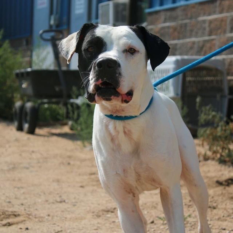 🚨🚨HOARDING CASE INCOMING! ...and we are already almost out of space 🚨🚨

Welp, we are about to have another hoarding case this year. Except for this time, we are already near capacity. We never euthanize for space so we need the community's help on this one.

We are having a Clear the Shelters event this weekend. 50% off adoption fees + additional adoption deals this weekend. 

If you aren't looking to adopt, please share this post, come out to the event, donate, or miraculously build us some more space in day. 

I know we can save these animals together.

<a target='_blank' href='https://www.instagram.com/explore/tags/adoptdontshop/'>#adoptdontshop</a> <a target='_blank' href='https://www.instagram.com/explore/tags/rescuecolorado/'>#rescuecolorado</a> <a target='_blank' href='https://www.instagram.com/explore/tags/cleartheshelters/'>#cleartheshelters</a>