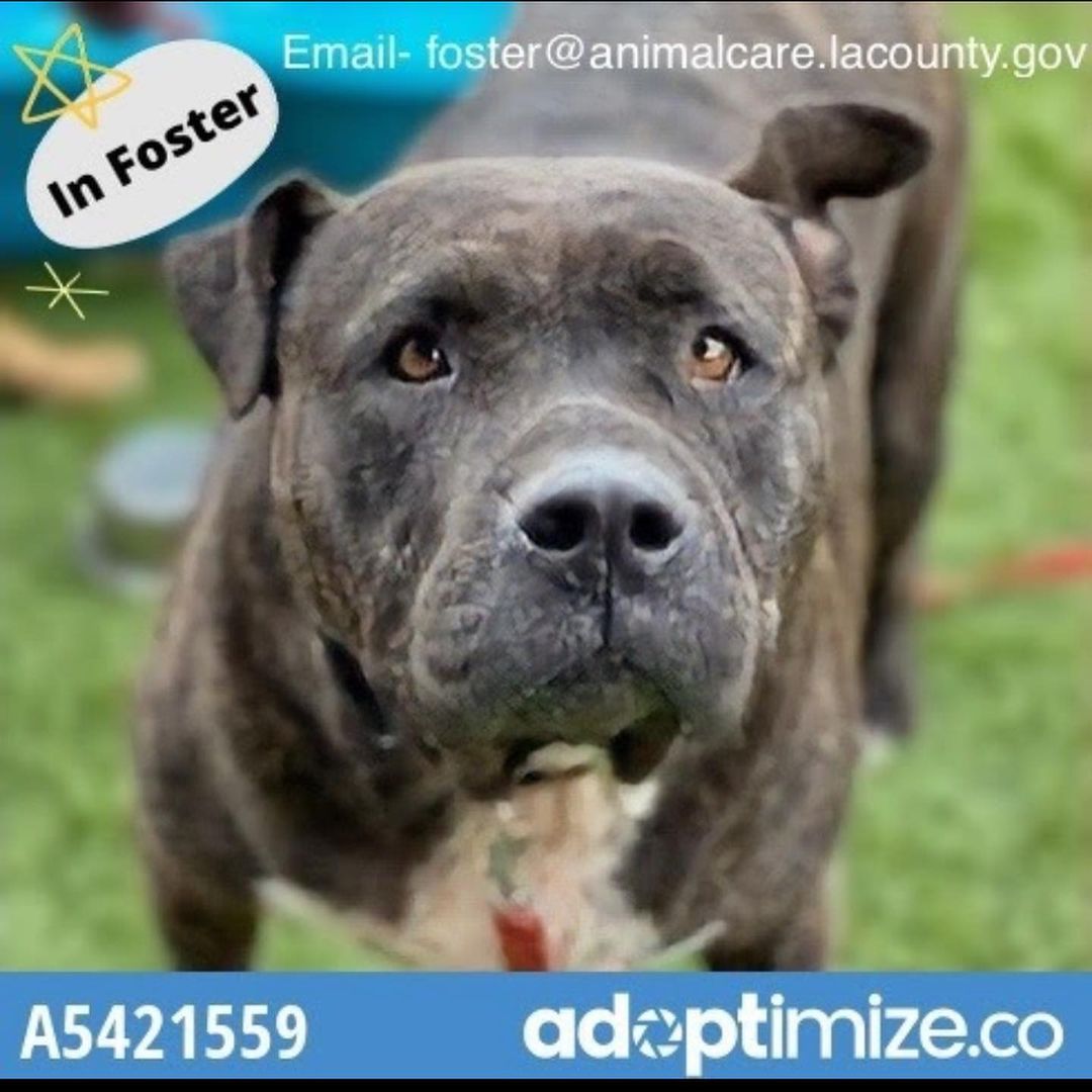 Foster Feature Friday Returns! Petunia is a sweet potato that is very low energy. She may perk up if an adopter works on her weight with her- she has a few extra pounds. In foster she has been quiet and timid- but gets along well with a chihuahua foster brother. She would be good for slow walks to start and loves people. Has been potty trained with foster, and she came into the care center with an eye infection and some hair loss but health has improved since then. She is a big love bug and would be a quiet/easy addition to a home. See story highlights for cute videos of our sweet Flower! <a target='_blank' href='https://www.instagram.com/explore/tags/pitbullsofinstagram/'>#pitbullsofinstagram</a> <a target='_blank' href='https://www.instagram.com/explore/tags/adoptdontshop/'>#adoptdontshop</a> <a target='_blank' href='https://www.instagram.com/explore/tags/fosteringsaveslives/'>#fosteringsaveslives</a> email foster@animalcare.lacounty.gov for adoption details.