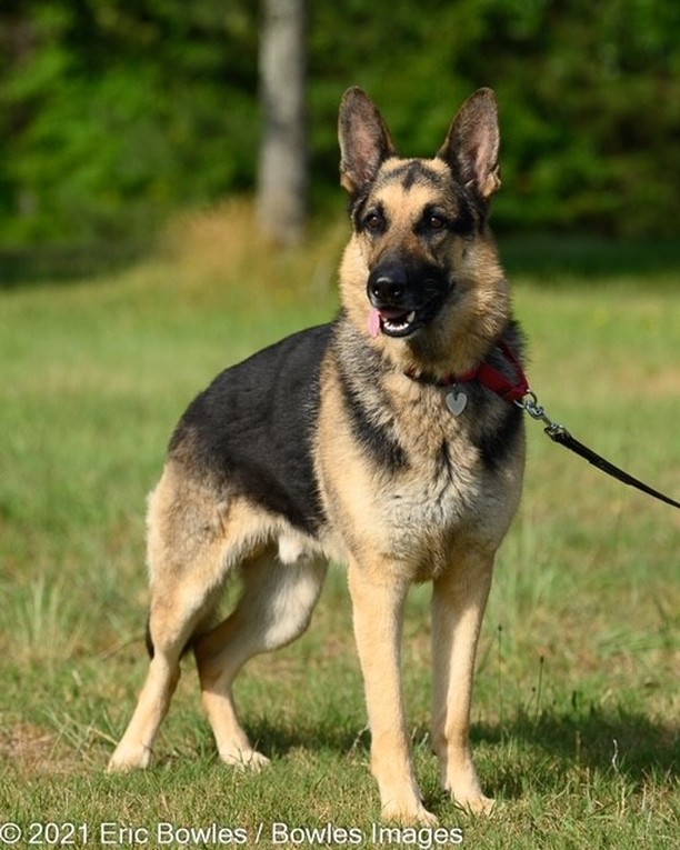 ‼️ FOSTER HOME NEEDED‼️ Louis is a three-year-old male GSD. He is looking for a foster home while we look for his forever home. 🏡🏠 This beautiful boy loves to play. He loves being in the yard and playing fetch – well more like toss and chase!  He is well-mannered on a leash and great on walks.. Needs to be an only dog. 

👇
PLEASE SHARE!
🐾 apply to adopt at www.CaninePetRescue.com
🐾donate at https://caninepetrescue.networkforgood.com/