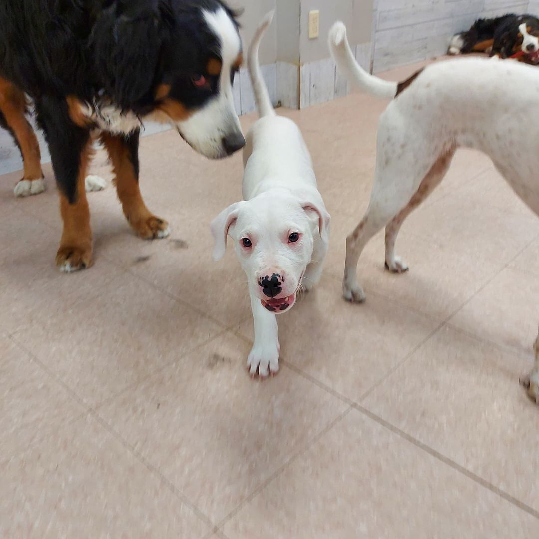 Today @thedoggos_toronto welcomed Boca to the pack. How cute is he?! 

<a target='_blank' href='https://www.instagram.com/explore/tags/doggoargentino/'>#doggoargentino</a> <a target='_blank' href='https://www.instagram.com/explore/tags/lovedogs/'>#lovedogs</a> <a target='_blank' href='https://www.instagram.com/explore/tags/puppysocialization/'>#puppysocialization</a> <a target='_blank' href='https://www.instagram.com/explore/tags/puppies/'>#puppies</a> <a target='_blank' href='https://www.instagram.com/explore/tags/cutepuppy/'>#cutepuppy</a> <a target='_blank' href='https://www.instagram.com/explore/tags/thedoggos/'>#thedoggos</a> <a target='_blank' href='https://www.instagram.com/explore/tags/doggosdoingthings/'>#doggosdoingthings</a> <a target='_blank' href='https://www.instagram.com/explore/tags/doggydaycare/'>#doggydaycare</a> <a target='_blank' href='https://www.instagram.com/explore/tags/socializing/'>#socializing</a> <a target='_blank' href='https://www.instagram.com/explore/tags/etobicokedogs/'>#etobicokedogs</a>