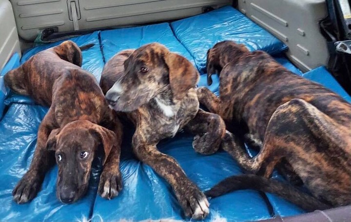 Please welcome April, May and June to the rescue.

These three, 5-mos-old sisters were just rescued from a backyard in north Alabama, the product of an oops litter, and have never lived inside, seen a vet, had a single booster or vaccination or any prevention. Their momma is a brindle dane. We aren’t sure who dad is but there was a male dane and a male hound on property, and two male Danes nearby. The sisters came to us unnamed - so we’ve named them April, May and June. They are between 40-45 lbs, smaller framed. They look just like their momma. They are very sweet natured but very skittish with humans. They have zero socialization. They are also chock-full of hookworms and roundworms and intestinal parasites. They’ve had their first round of boosters and dewormer. We will be working them over the next month to get them acclimated to being around humans and indoors, and another round of vaccines is needed and then spay surgeries. 

They will be ready for adoption in about a month, no sooner. If you’d be willing to donate toward their vetting and care we’d appreciate the help. 

To donate:
Venmo.com/NWFLGDR
PayPal: nwflgdr@gmail.com (choose friends and family)
Zelle: @NWFLGDR
Cash App: $NWFLGDR