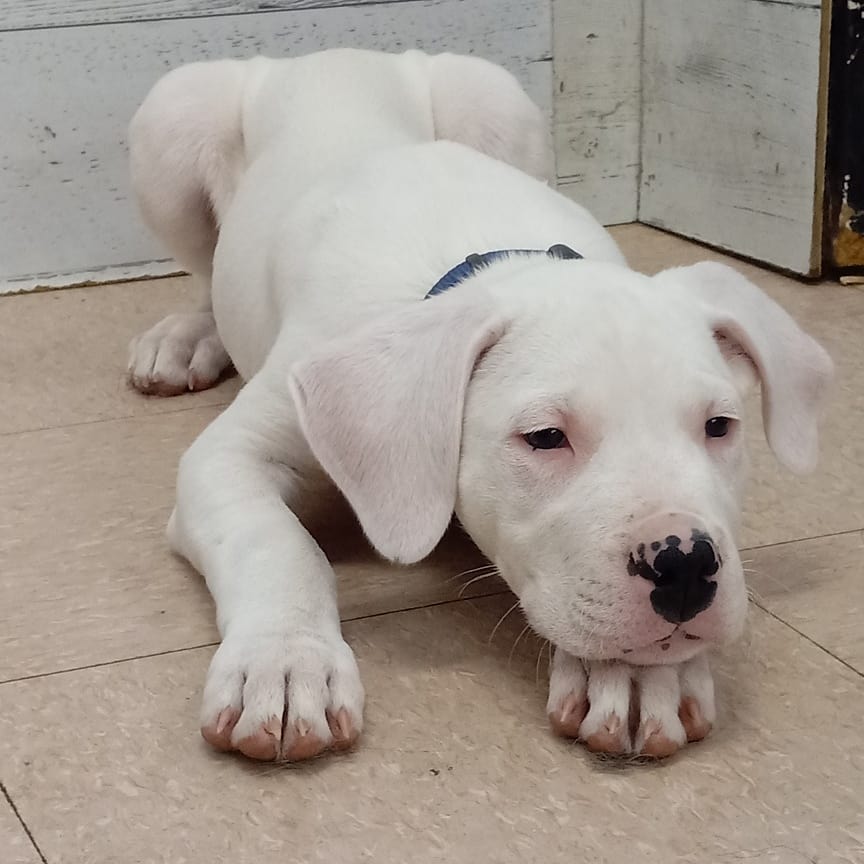 Today @thedoggos_toronto welcomed Boca to the pack. How cute is he?! 

<a target='_blank' href='https://www.instagram.com/explore/tags/doggoargentino/'>#doggoargentino</a> <a target='_blank' href='https://www.instagram.com/explore/tags/lovedogs/'>#lovedogs</a> <a target='_blank' href='https://www.instagram.com/explore/tags/puppysocialization/'>#puppysocialization</a> <a target='_blank' href='https://www.instagram.com/explore/tags/puppies/'>#puppies</a> <a target='_blank' href='https://www.instagram.com/explore/tags/cutepuppy/'>#cutepuppy</a> <a target='_blank' href='https://www.instagram.com/explore/tags/thedoggos/'>#thedoggos</a> <a target='_blank' href='https://www.instagram.com/explore/tags/doggosdoingthings/'>#doggosdoingthings</a> <a target='_blank' href='https://www.instagram.com/explore/tags/doggydaycare/'>#doggydaycare</a> <a target='_blank' href='https://www.instagram.com/explore/tags/socializing/'>#socializing</a> <a target='_blank' href='https://www.instagram.com/explore/tags/etobicokedogs/'>#etobicokedogs</a>