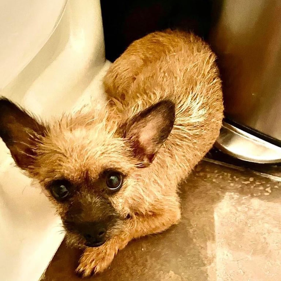 Well, the new rescues are making baby steps in the progress department.
Their background story begins with the passing of their owner, in a home with many other dogs. The dogs were alone in the home after the owner passed -apparently for a little while. Several escaped the yard, and these 2 were picked up as strays in Cocopah. Terrified? Yes!  Understandable? Yes!  When they arrived yesterday, I placed a comfy bed in the bathroom for them; However, hiding behind the toilet was the choice they made.  By the evening, both were on the bed.  They ate a  great dinner and belched like a couple
of drunken sailors!  They FINALLY went potty during the night on their wee pads. This morning, each ate bites of pizza crust from my hand. I have been able to briefly pet the terrier gal- However the chi girl is terrified. Neither nipped at me.  So it’s gonna take time and patience for these gals to begin to feel safe enough to be picked up and venture outside for potty time.  For now, their world is the bathroom and the wide hallway beyond that door. 
Looking for suggestions for names:
The chi is black, and the terrier is brown/rusty colored. 
They will both need full vetting including lab work, spay, microchip, vaccines and perhaps dental surgery. Donations for their care can be sent to Chiquita Chihuahua Rescue via PayPal (chwawagal@gmail.com), OR phoned into Daisy Mountain Vet @ 623-551-8387 for the Chiquita Chihuahua Rescue account. 
Please post name suggestions in the comments! Stay tuned for updates! 
It’s my hope that one day these new rescues will be as relaxed as my Cosmo, who is featured in the final photo- and adopted by myself 4/13/2012 from the county shelter.