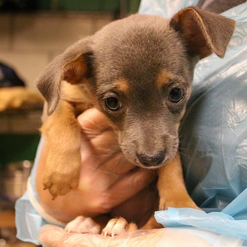 🚨🚨HOARDING CASE INCOMING! ...and we are already almost out of space 🚨🚨

Welp, we are about to have another hoarding case this year. Except for this time, we are already near capacity. We never euthanize for space so we need the community's help on this one.

We are having a Clear the Shelters event this weekend. 50% off adoption fees + additional adoption deals this weekend. 

If you aren't looking to adopt, please share this post, come out to the event, donate, or miraculously build us some more space in day. 

I know we can save these animals together.

<a target='_blank' href='https://www.instagram.com/explore/tags/adoptdontshop/'>#adoptdontshop</a> <a target='_blank' href='https://www.instagram.com/explore/tags/rescuecolorado/'>#rescuecolorado</a> <a target='_blank' href='https://www.instagram.com/explore/tags/cleartheshelters/'>#cleartheshelters</a>