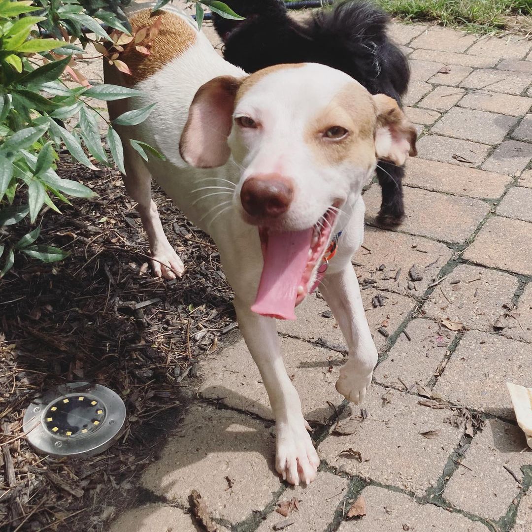 Meet Luke and Lee! Two very sweet boys, both very gentle and submissive. 

Luke (first picture) is a puppy while Lee (second picture) is more of a dog! Both have recently been neutered! 

Please DM if you are interested in meeting them😊😊😊

<a target='_blank' href='https://www.instagram.com/explore/tags/adoptdontshop/'>#adoptdontshop</a>🐾 <a target='_blank' href='https://www.instagram.com/explore/tags/rescuedismyfavoritebreed/'>#rescuedismyfavoritebreed</a>