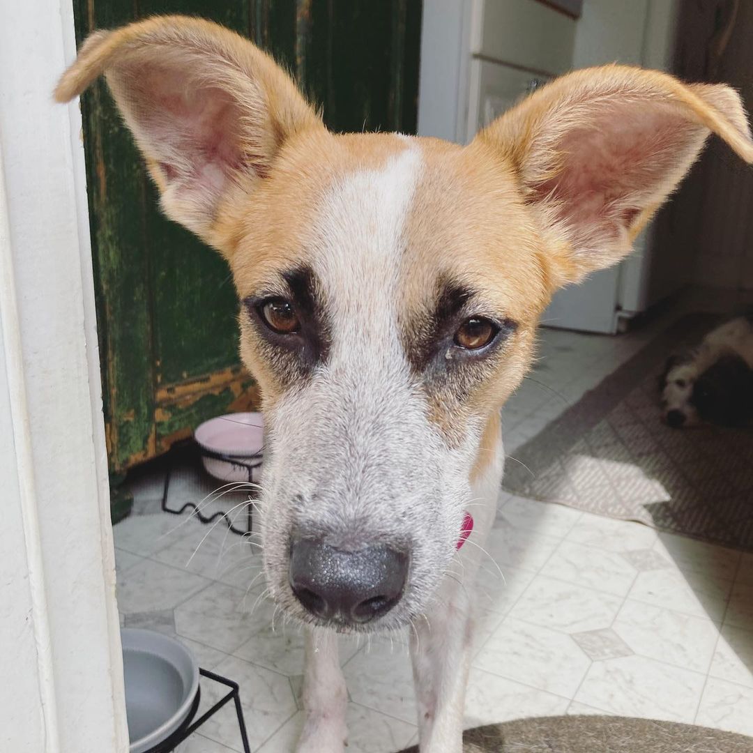 Meet Luke and Lee! Two very sweet boys, both very gentle and submissive. 

Luke (first picture) is a puppy while Lee (second picture) is more of a dog! Both have recently been neutered! 

Please DM if you are interested in meeting them😊😊😊

<a target='_blank' href='https://www.instagram.com/explore/tags/adoptdontshop/'>#adoptdontshop</a>🐾 <a target='_blank' href='https://www.instagram.com/explore/tags/rescuedismyfavoritebreed/'>#rescuedismyfavoritebreed</a>