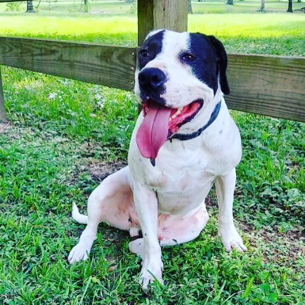 It’s going to be a year since I left the shelter and I’m still sitting in boarding waiting for a miracle. My name is Snoopy and I’m super loving and sweet, I do well with low energy dogs as I’m not a very hyper boy. I’m kennel trained, house broken, but do need some help when walking on a leash as I do tend to pull. Please, please consider adopting or fostering me, I’m not a bad dog and deserves the opportunity to be in a home. 

<a target='_blank' href='https://www.instagram.com/explore/tags/bravebullyrescue/'>#bravebullyrescue</a> <a target='_blank' href='https://www.instagram.com/explore/tags/Advocate/'>#Advocate</a> <a target='_blank' href='https://www.instagram.com/explore/tags/Educate/'>#Educate</a> <a target='_blank' href='https://www.instagram.com/explore/tags/Rescue/'>#Rescue</a> <a target='_blank' href='https://www.instagram.com/explore/tags/Adopt/'>#Adopt</a> <a target='_blank' href='https://www.instagram.com/explore/tags/cowardsfightpitbulls/'>#cowardsfightpitbulls</a> <a target='_blank' href='https://www.instagram.com/explore/tags/thecourageousfightforthem/'>#thecourageousfightforthem</a><a target='_blank' href='https://www.instagram.com/explore/tags/RescueIsMyFavoriteBreed/'>#RescueIsMyFavoriteBreed</a> <a target='_blank' href='https://www.instagram.com/explore/tags/PunishTheDeedNotTheBreed/'>#PunishTheDeedNotTheBreed</a> <a target='_blank' href='https://www.instagram.com/explore/tags/AdoptDontShop/'>#AdoptDontShop</a> <a target='_blank' href='https://www.instagram.com/explore/tags/bullylove/'>#bullylove</a> <a target='_blank' href='https://www.instagram.com/explore/tags/bulliesandbrewskis/'>#bulliesandbrewskis</a> <a target='_blank' href='https://www.instagram.com/explore/tags/BeerAndBullies/'>#BeerAndBullies</a> <a target='_blank' href='https://www.instagram.com/explore/tags/PitBullLife/'>#PitBullLife</a> <a target='_blank' href='https://www.instagram.com/explore/tags/PitBullsRock/'>#PitBullsRock</a> <a target='_blank' href='https://www.instagram.com/explore/tags/BraveBullyRescueRocks/'>#BraveBullyRescueRocks</a><a target='_blank' href='https://www.instagram.com/explore/tags/pitbullsofinstagram/'>#pitbullsofinstagram</a> <a target='_blank' href='https://www.instagram.com/explore/tags/DontBullyMyBreed/'>#DontBullyMyBreed</a> <a target='_blank' href='https://www.instagram.com/explore/tags/FostersAreHeroes/'>#FostersAreHeroes</a> <a target='_blank' href='https://www.instagram.com/explore/tags/FostersSaveLives/'>#FostersSaveLives</a> <a target='_blank' href='https://www.instagram.com/explore/tags/makepitbullsgreatagain/'>#makepitbullsgreatagain</a> <a target='_blank' href='https://www.instagram.com/explore/tags/pitbullslivesmatter/'>#pitbullslivesmatter</a><a target='_blank' href='https://www.instagram.com/explore/tags/endbsl/'>#endbsl</a><a target='_blank' href='https://www.instagram.com/explore/tags/endanimalcruelty/'>#endanimalcruelty</a><a target='_blank' href='https://www.instagram.com/explore/tags/betheirvoice/'>#betheirvoice</a>