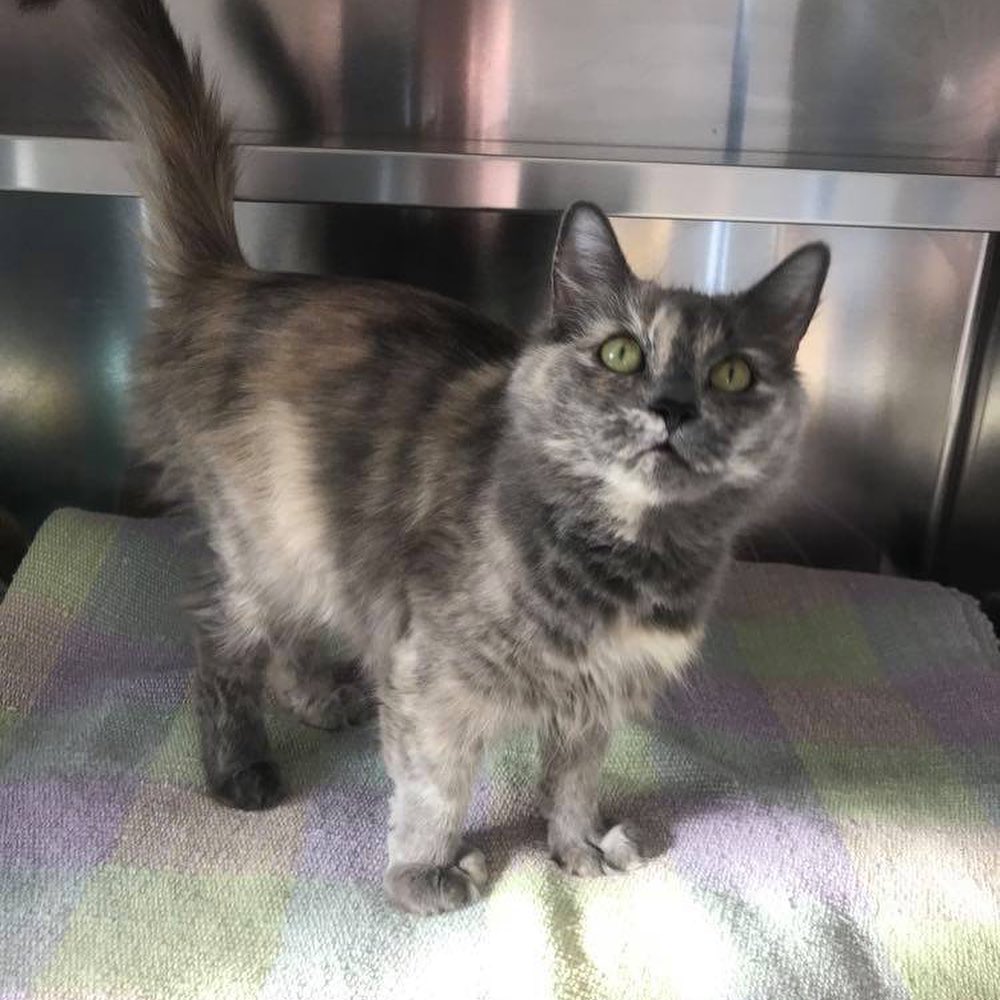 Meet Cranberry! She is estimated to be around 2 years old. Cranberry is a beautiful medium hair Calico who was rescued from a hoarding case. Cranberry can be shy, but sweet and comes around when she trusts you. She has been adopted out twice and returned due to 