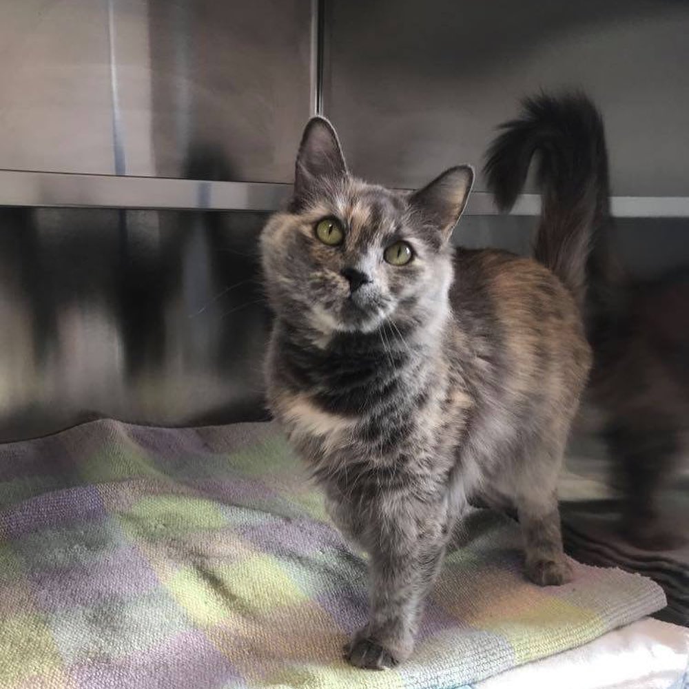 Meet Cranberry! She is estimated to be around 2 years old. Cranberry is a beautiful medium hair Calico who was rescued from a hoarding case. Cranberry can be shy, but sweet and comes around when she trusts you. She has been adopted out twice and returned due to 