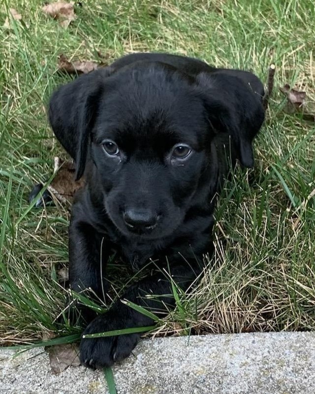 A couple of our Olympians have found their forever homes but we still have  a few others. They are now 9 weeks old and cute as can be! Please share these little lab mixes so they can be home!