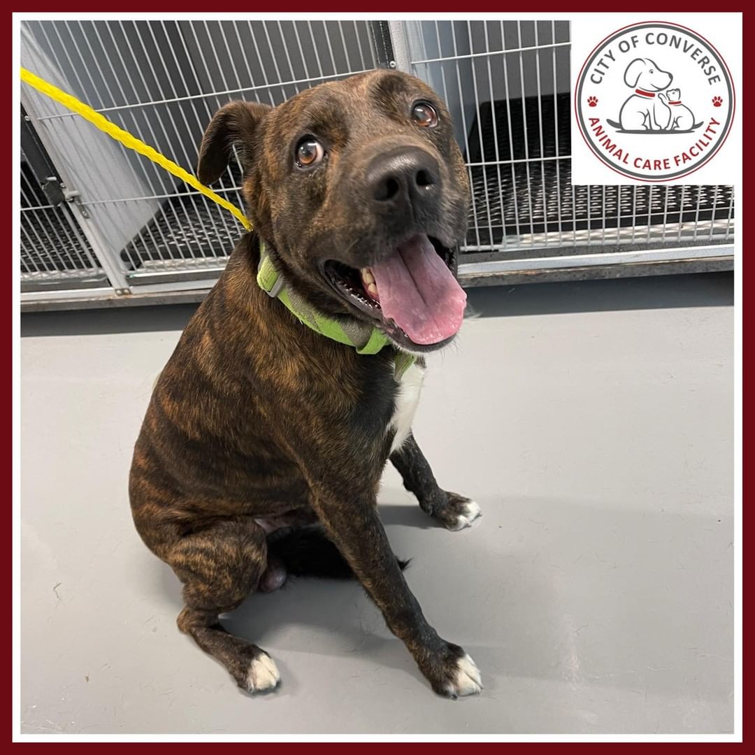 Impounded 8/23/2021:

Found in Converse Meadows. If you recognize this dog please call the Converse Animal Care Facility at 210-658-5369.