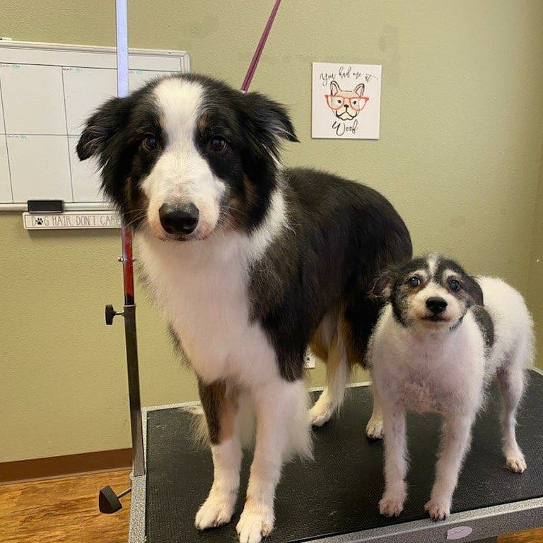 Oh just look at these TWO cuties I picked up from the Henderson Shelter today!  Their Owner passed away and they were taken to the shelter as a confiscate 😭, like they haven't been through enough.

Welcome to Crazy4Pawz Tymmie & Kodey. We were on an intake hold, but when we heard they were found next to their deceased Owner, we had to save them, right?!

The wonderful crew at Camp Bow Wow Henderson, NV will be temp fostering until we can get them into a loving foster home or get them adopted.  They both have appointments for their senior wellness visit with labs, xrays and a dental on 8/30. 

Tymmie is an 11yr old Terrier & Kodey is an 8 yr old Border Collie that was a service dog for his Owner. They also lived with a cat who was saved by one of the people the Owner knew. 

Please, please, please, share this post far and wide. We need donations for food, grooming (current pics is the video), medical and dental.