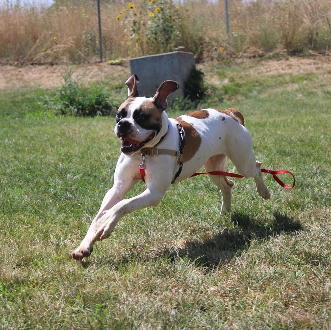 Meet Nessie! Nessie is an adorable boxer mix who takes a little bit of time to open up. Once she decides you are a friend, you are a friend for life! 

Nessie came to us as a stray. After a 5 day 