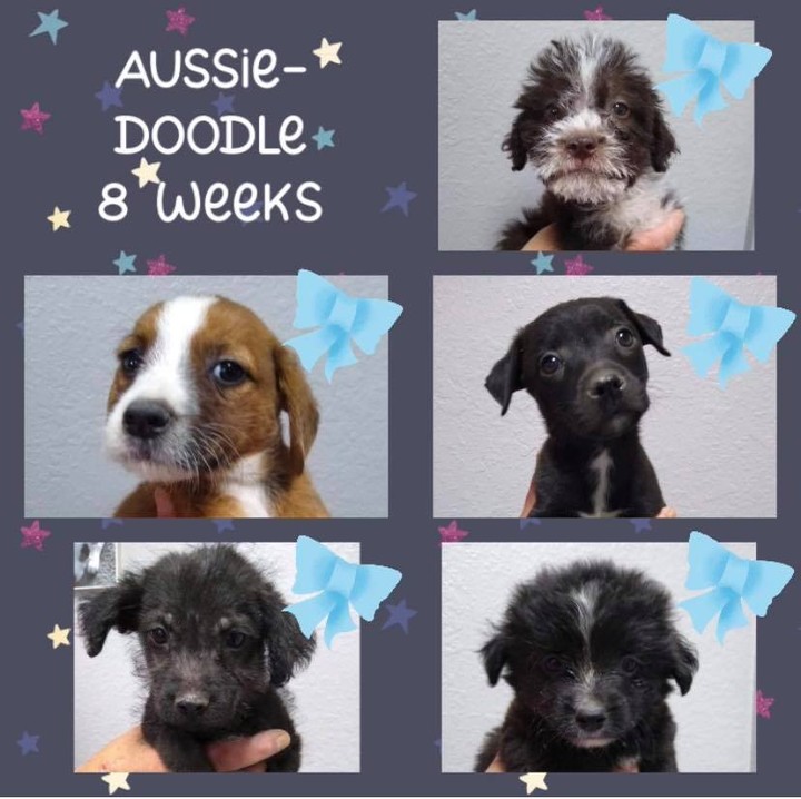 We’ve got PUPPIES! These cuties are 8 week old Aussie Doodles. We are now accepting applications which can be submitted at the following link:

https://humanesocietybaycounty.org/adoption-form/

Our dog program is operated solely with volunteers so it make take some time to get a reply regarding your application. Responses will be sent no later than September 10th. 🐾