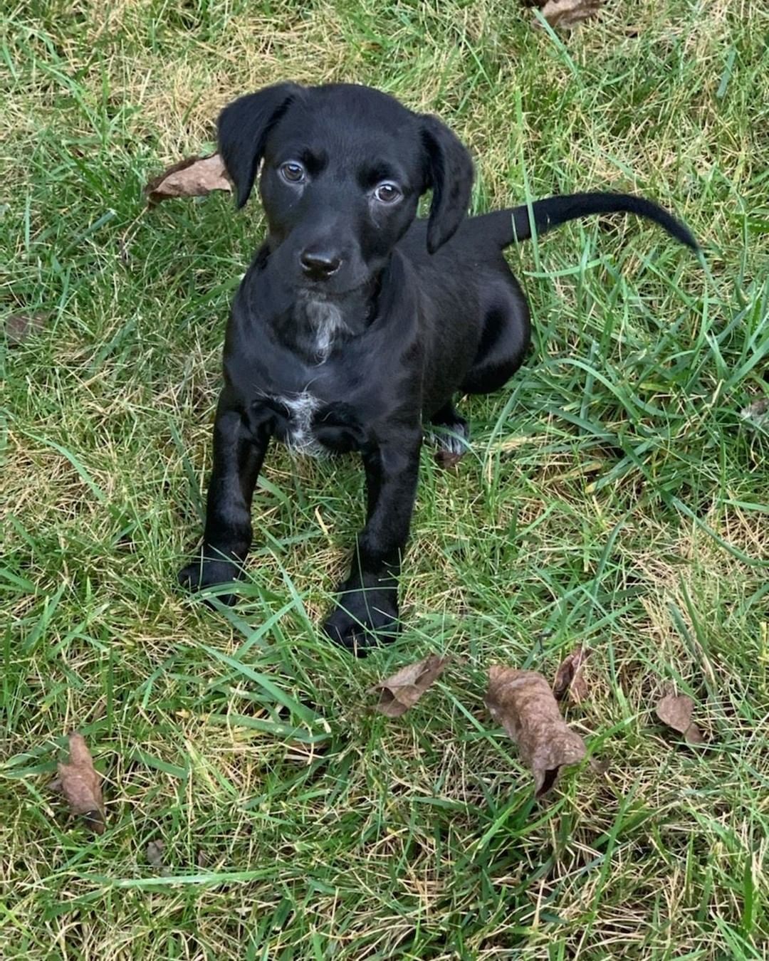 A couple of our Olympians have found their forever homes but we still have  a few others. They are now 9 weeks old and cute as can be! Please share these little lab mixes so they can be home!