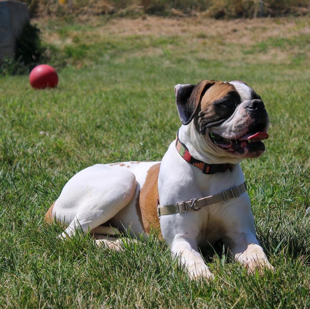 Meet Nessie! Nessie is an adorable boxer mix who takes a little bit of time to open up. Once she decides you are a friend, you are a friend for life! 

Nessie came to us as a stray. After a 5 day 